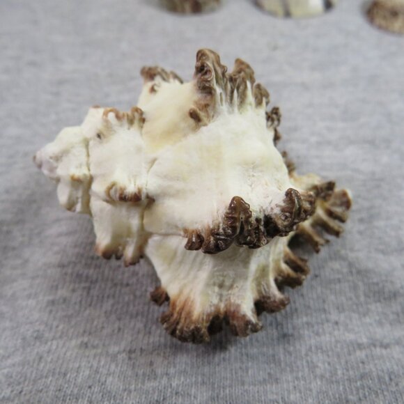 Black & White and Patterned REAL Sea Shells variety of sizes and styles - Picture 10 of 16